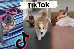 Awesome Dogs of TikTok ~ Cute & Funny Puppies TIK TOK 2020