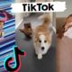 Awesome Dogs of TikTok ~ Cute & Funny Puppies TIK TOK 2020