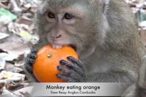 Awesome monkey videos - Monkey eating orange - Amazing animals
