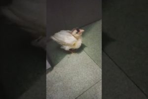 Baby Chicks Playing #shorts #shortsvideo  #viral #cute #chicks #hen #trend