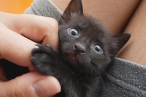 Baby Kitten Cutest Moments