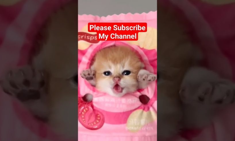 Baby Kitten Meowing #baby #kitten