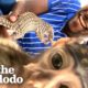 Baby Monkey Can't Stop Hugging This Baby Deer | The Dodo