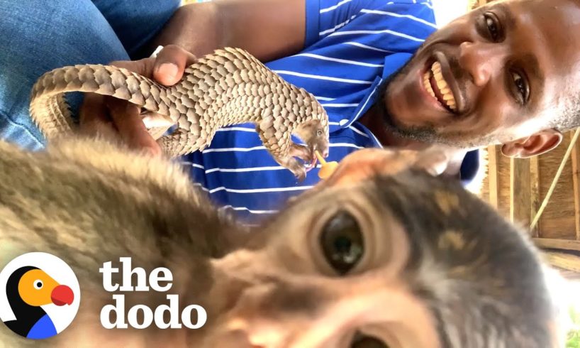 Baby Monkey Can't Stop Hugging This Baby Deer | The Dodo
