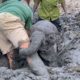 Baby elephants rescued from mud