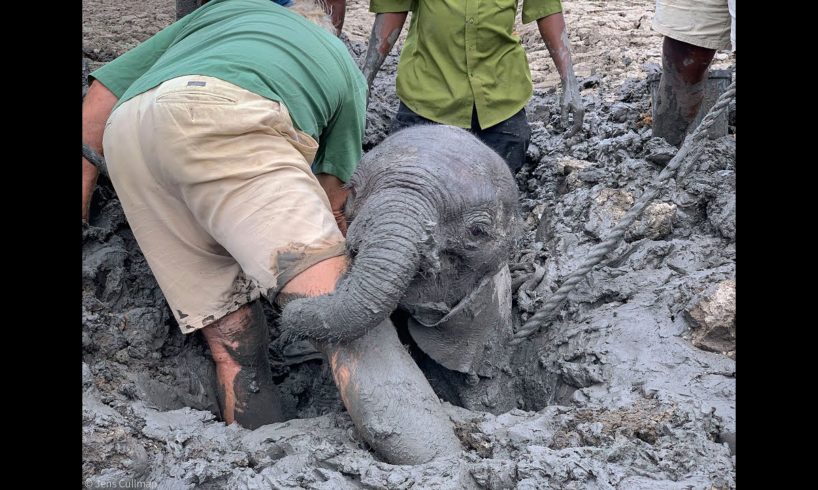Baby elephants rescued from mud
