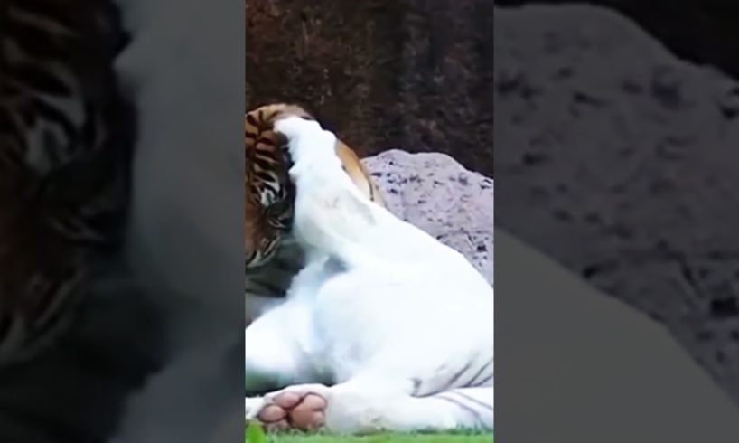 Beautiful tiger playing | #shorts #animals #youtubeshorts #subscribers