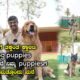 Best Puppies Dealer In Bangalore At Best Price 'The Quality Pets Bangalore' | Kannada Vlogs