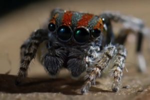 Best Spider Moments | Top 5 | BBC Earth