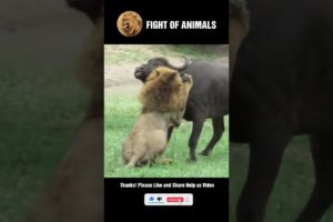 Big Strong Wild Buffalo Great Fighting Lion | Animals Fight