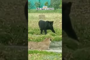 Black Jaguar vs Leopard. 😱 #shorts #animals #wildlife