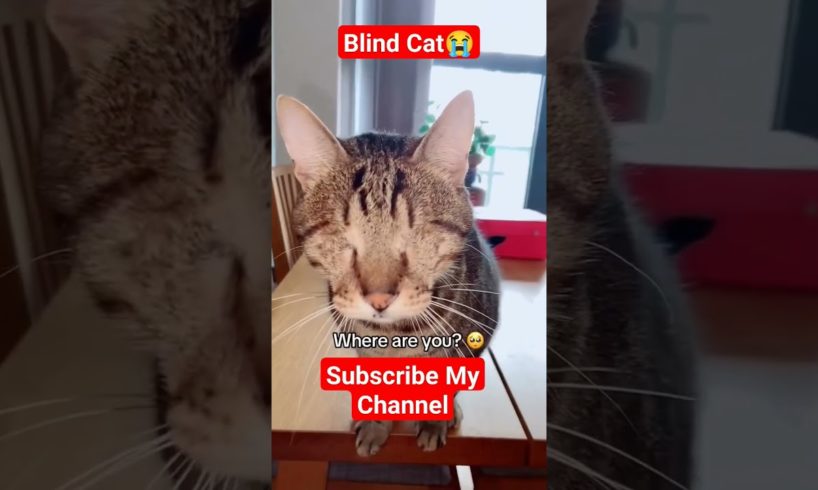 Blind Cat😭 #cat