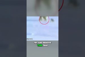 Brave Men Save Polar Bear Cub From Trap Amidst Heartfelt Cry