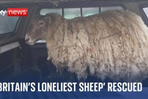 'Britain's loneliest sheep' rescued from remote shore in Scottish highlands