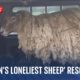 'Britain's loneliest sheep' rescued from remote shore in Scottish highlands