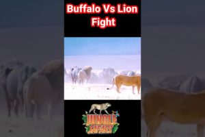 Buffalo Vs Lion Real Fight | Animal Fight | lion vs Buffalo | #shortsvideo #shorts #youtubeshorts