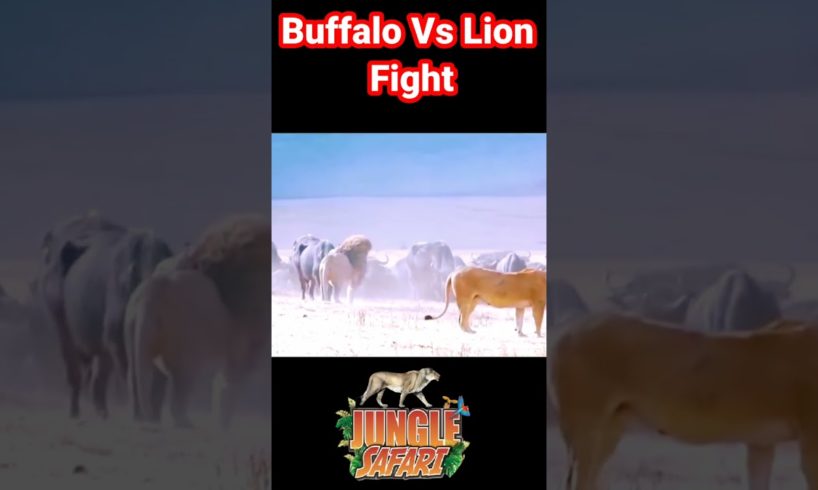 Buffalo Vs Lion Real Fight | Animal Fight | lion vs Buffalo | #shortsvideo #shorts #youtubeshorts