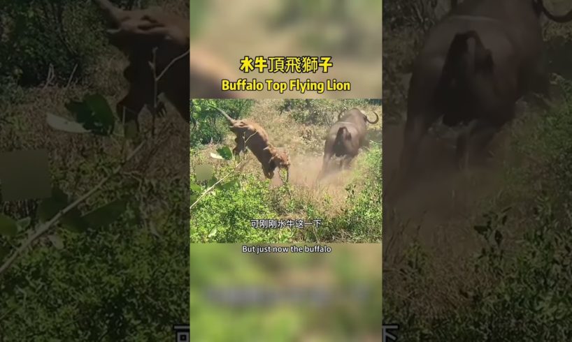 Buffalo fights lion水牛挑飛獅子 #lion #nature #野生動物