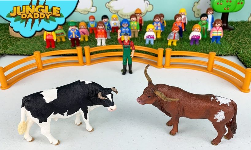 COW VS. BULLS BATTLE!! "Jungle Daddy" cow toys for kids schleich safari ltd mojo farm animals