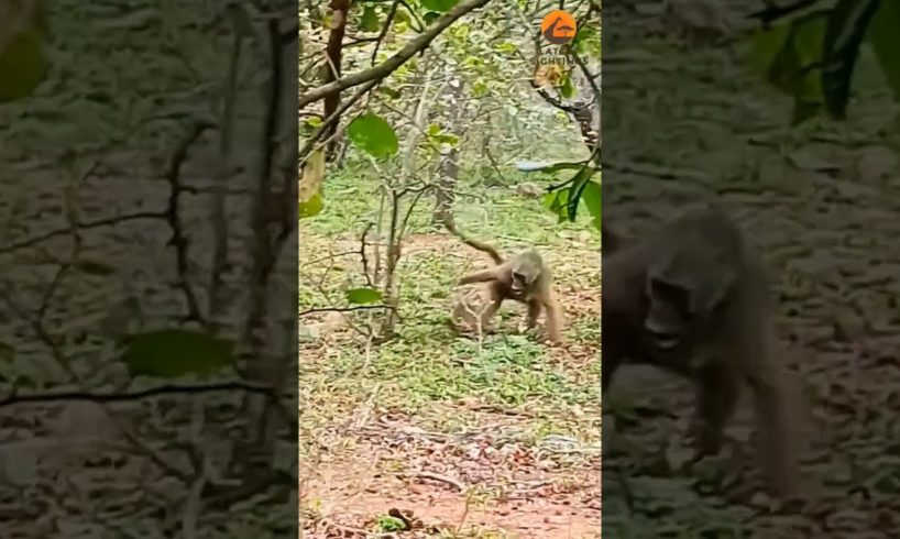 CRAZY Video Of A BABOON Fighting Mutilple MONGOOSE #shorts