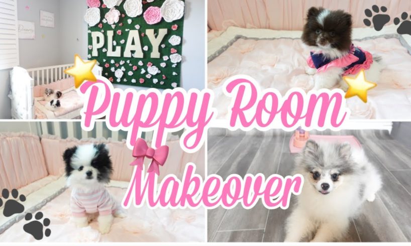 CUTE PUPPY ROOM / PUPPY ROOM MAKEOVER/ CUTE PUPPIES / POMERANIAN PUPPIES