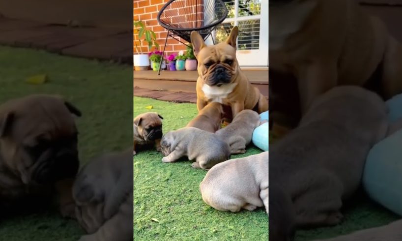 CUTE puppies TALKING with MOM 🥹#shorts #frenchbulldog