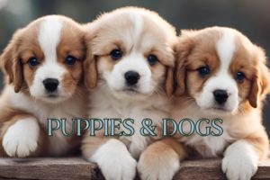 CUTEST PUPPIES & DOGGOS | 4 Hours | Relaxing Ambiance Music