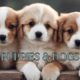 CUTEST PUPPIES & DOGGOS | 4 Hours | Relaxing Ambiance Music