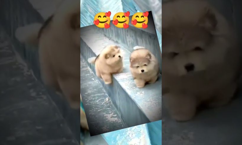 CUTEST PUPPIES IN THE WORLD #remix #viral #cutestpuppies #puppy #funny #funnypuppy #cutepuppy #dog