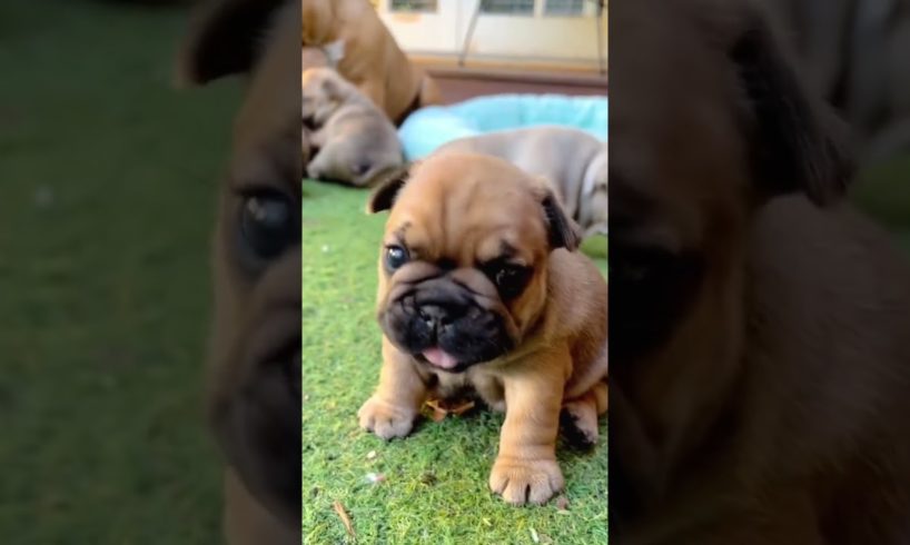 CUTEST puppy BARKING sound 😍 #shorts #frenchbulldog