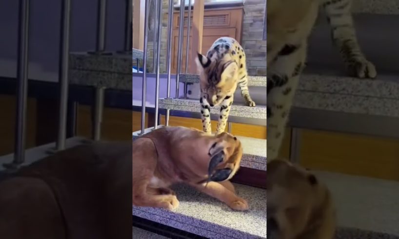 Caracal & Serval playing #animals #cute #funny #cat