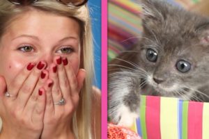 Cat Lovers Get Surprised By A Box Of Kittens