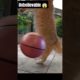 Cat Playing Volleyball 😱💯 #shorts #cat #respect #viral #youtubeshorts #animals