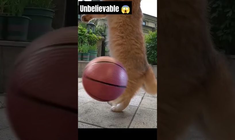 Cat Playing Volleyball 😱💯 #shorts #cat #respect #viral #youtubeshorts #animals