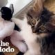 Cat Who Loves Stuffed Animals Finally Gets a Real Sibling | The Dodo