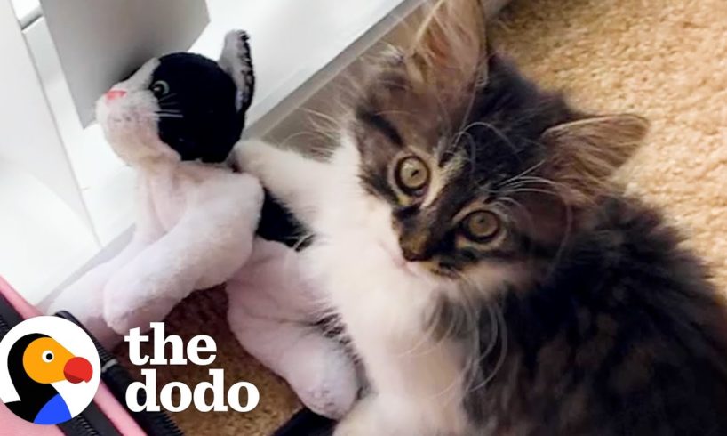 Cat Who Loves Stuffed Animals Finally Gets a Real Sibling | The Dodo