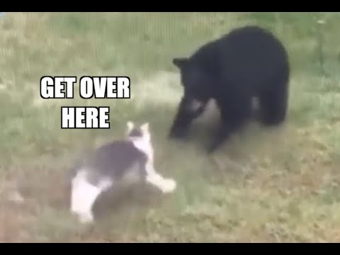Cat fights Bear