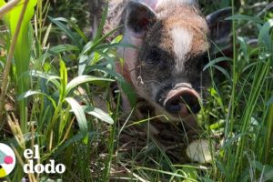 Cerdito rescatado se mete en la cama cada noche | El Dodo