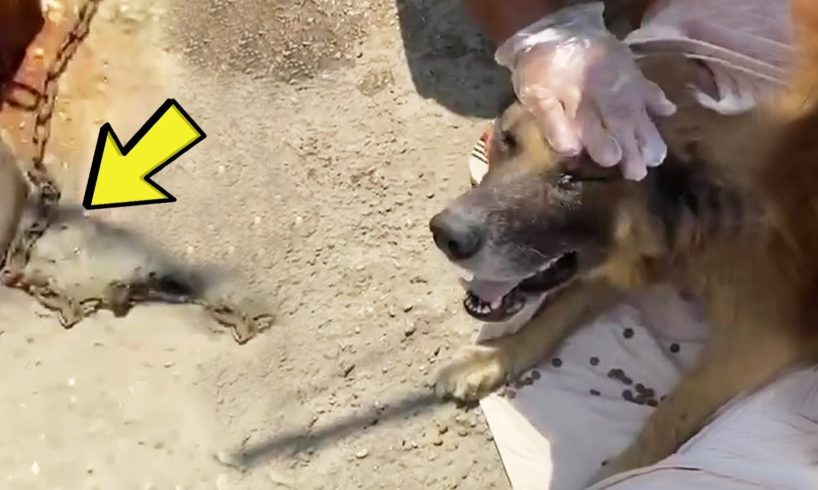 Chained on the highway, the neglected dog was in despair when an accident occurred