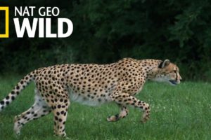 Cheetahs 101 | Nat Geo Wild