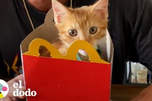Chico encuentra un gatito en el estacionamiento de McDonald's | El Dodo