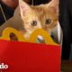 Chico encuentra un gatito en el estacionamiento de McDonald's | El Dodo