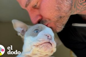 Chico rescata al cachorro bulldog francés más pequeño que salta como un conejito | El Dodo