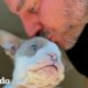 Chico rescata al cachorro bulldog francés más pequeño que salta como un conejito | El Dodo