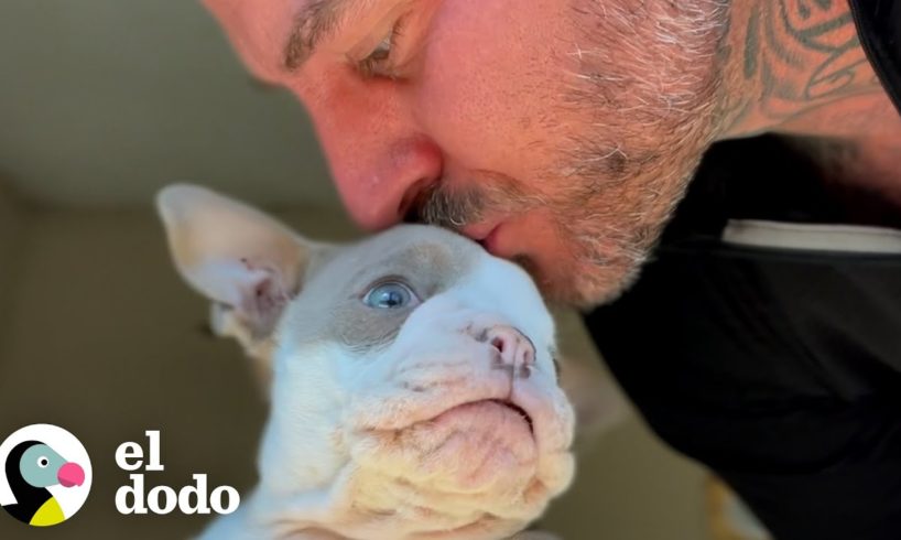 Chico rescata al cachorro bulldog francés más pequeño que salta como un conejito | El Dodo