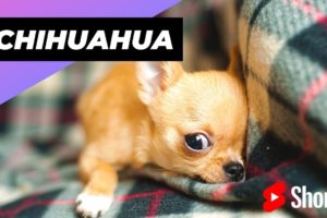 Chihuahua 🐶 One Of The Smallest Dog Breeds In The World #shorts #chihuahua #smalldog