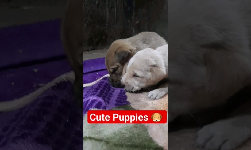 Cho cute puppies 🐶 😘 #saveanimals #shorts #savethedog #puppy #cute #cutebaby #viral #cutedog #trend