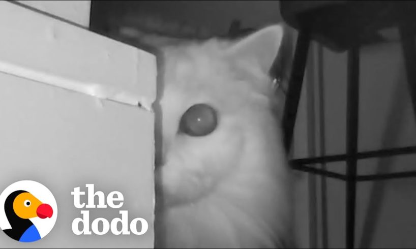 Couple Realizes Why Their Cat Keeps Screaming At Them | The Dodo