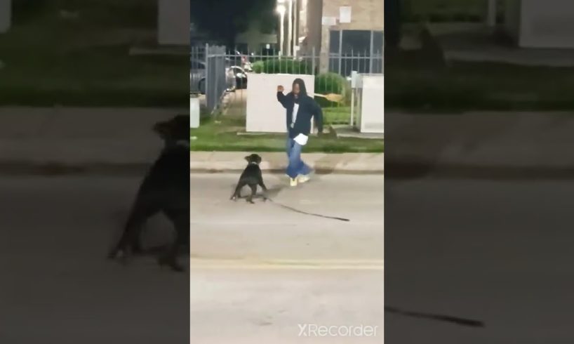 Crack Head vs. Pitbull #249chronicles