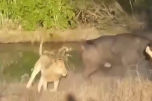 Craziest Wild Animal Fights Against Lions